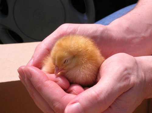 baby chicks pictures. My classes first chick was