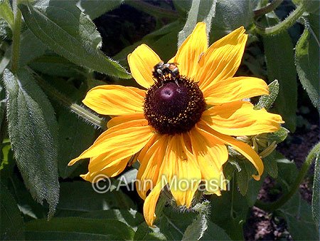 Gathering Pollen' &copy; Ann Morash